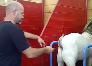 Boar porn movie with a slutty animal squealing