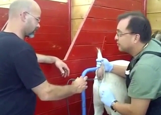 Boar porn movie with a slutty animal squealing