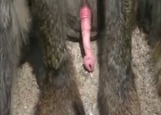 Solo monkey jerking off and orgasming as well