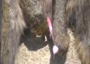 Solo monkey jerking off and orgasming as well