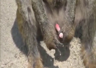 Solo monkey jerking off and orgasming as well