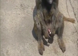 Solo monkey jerking off and orgasming as well