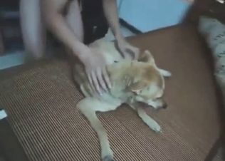 Dude has a slutty dog that he wants to power-fuck