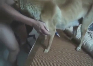 Dude has a slutty dog that he wants to power-fuck