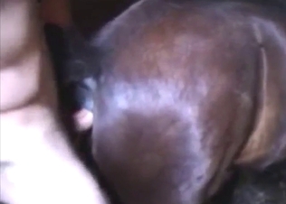 Brown mare licked and then fucked by a stud