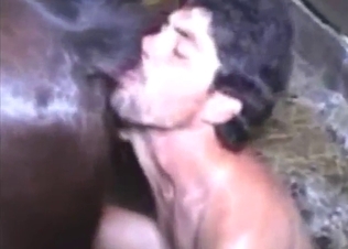 Brown mare licked and then fucked by a stud